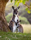 Kangaroo with his baby Royalty Free Stock Photo