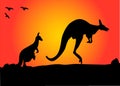 Silhouette of Australian Kangaroos hopping