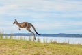 Kangaroo hopping along grassy knoll of the bay Royalty Free Stock Photo