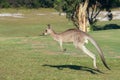 Kangaroo Hopping Royalty Free Stock Photo