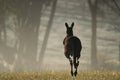 Kangaroo hopping away at dawn