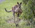 Kangaroo hopping through the bush