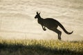 Kangaroo hopping in field