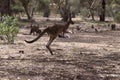 the kangaroo is hopping through a field Royalty Free Stock Photo