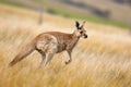 a kangaroo hopping in the grassland Royalty Free Stock Photo