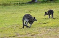 Kangaroo hopping with joey in pouch