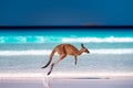 Kangaroo hopping / jumping mid air on sand near the surf on the beach at Lucky Bay, Cape Le Grand National Park, Esperance,