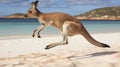 Kangaroo hopping jumping mid air on sand near the surf on the beach at Lucky Bay. generative ai