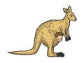 Kangaroo with human baby color sketch vector