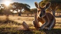 Curious Kangaroo Exploring Nature with Wooden Stick in Australian Outback Landscape Royalty Free Stock Photo