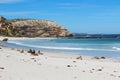 Kangaroo Island Royalty Free Stock Photo