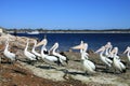 Kangaroo Island, Australia Royalty Free Stock Photo