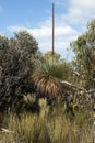 Kangaroo Island grass tree in the bushland Royalty Free Stock Photo