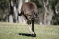 the kangaroo-island kangaroo is hopping across the field Royalty Free Stock Photo