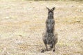 Kangaroo standing upright, Kangaroo Island, South Australia Royalty Free Stock Photo