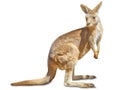 Kangaroo isolated