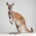 Kangaroo isolated on a white background Royalty Free Stock Photo