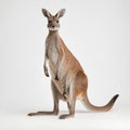 Kangaroo isolated on a white background Royalty Free Stock Photo