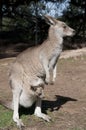 Kangaroo and Joey