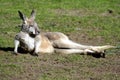 Kangaroo Joey, Australia Royalty Free Stock Photo