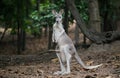 Kangaroo with joey in her pouch Royalty Free Stock Photo