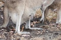 Kangaroo joey looking out pouch, West Australia Royalty Free Stock Photo