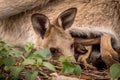 Kangaroo joey lying in it`s mother``s pouch Royalty Free Stock Photo