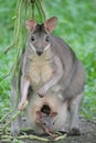 Kangaroo joey and mom