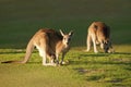 Kangaroo and joey Royalty Free Stock Photo