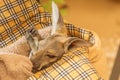 Kangaroo joey in pet bed