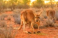 Kangaroo with a joey Royalty Free Stock Photo