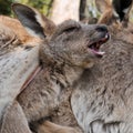 Kangaroo joey yawns while having a rest in her mother's pouch