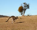 Kangaroo jumping