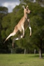 Kangaroo jumping in the air. Macro nature photography