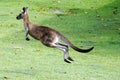 Kangaroo jumping away.