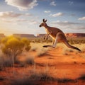 Kangaroo jumping in the desert. Australian kangaroo.