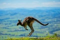 a kangaroo is jumping on the ground Royalty Free Stock Photo