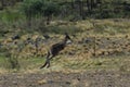 Kangaroo Jumping in the outback of Canberra