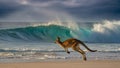Kangaroo jumping on sandy beach with ocean waves in background under dramatic sky Royalty Free Stock Photo