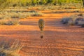 Kangaroo jumping sunset