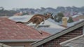A kangaroo jumps in a residential area. Royalty Free Stock Photo