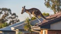 A kangaroo jumps in a residential area. Royalty Free Stock Photo