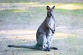 Kangaroo standing upright Royalty Free Stock Photo