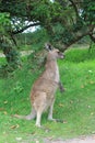 Kangaroo