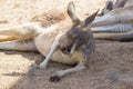 Kangaroo Royalty Free Stock Photo