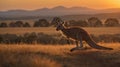 Golden Kangaroo Leap: A Silhouette Against the Australian Outback Sunset Royalty Free Stock Photo