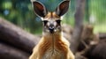 Lensbaby Optics: Capturing The Naturalistic Beauty Of A Harpia Harpyja Kangaroo