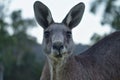 Kangaroo looking right at camera