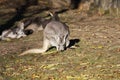 Kangaroo Royalty Free Stock Photo