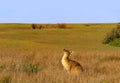 Kangaroo looking to the sky in a yellow field